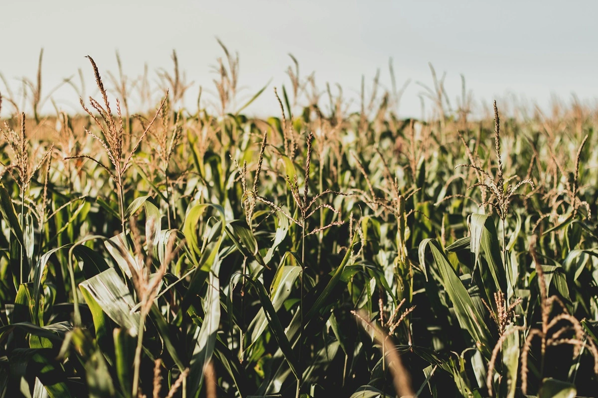 From Biodiversity to Monoculture: How Algorithms Are Killing Our Taste