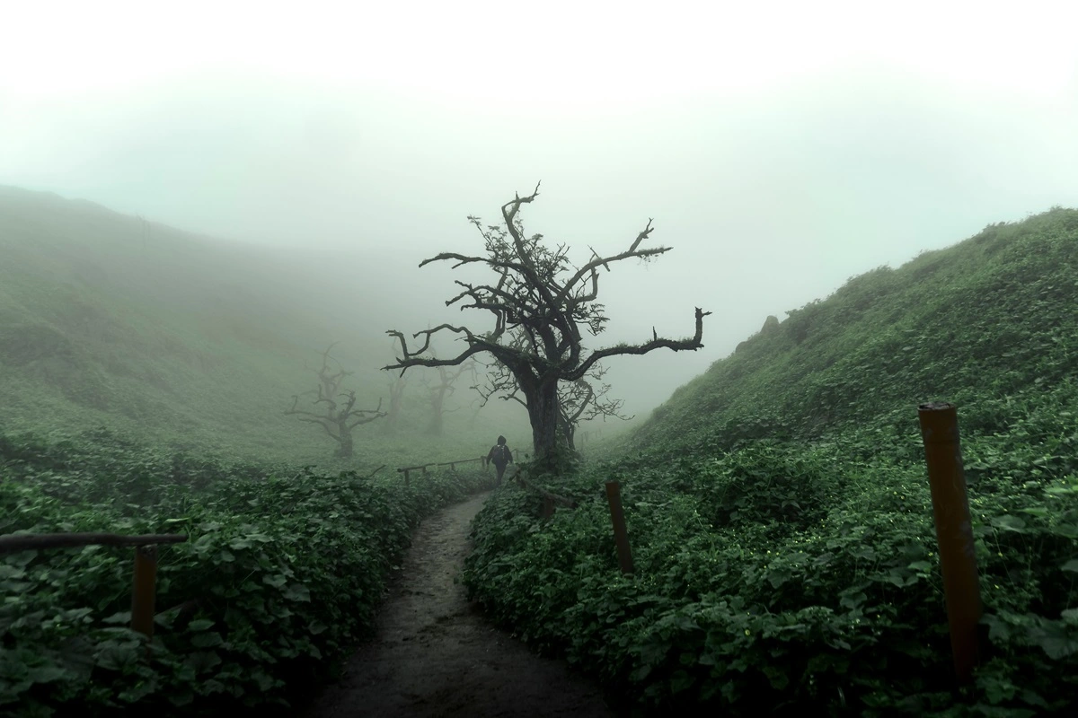 person walking winding path